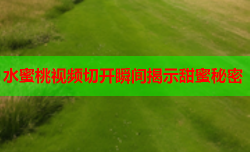 水蜜桃视频切开瞬间揭示甜蜜秘密